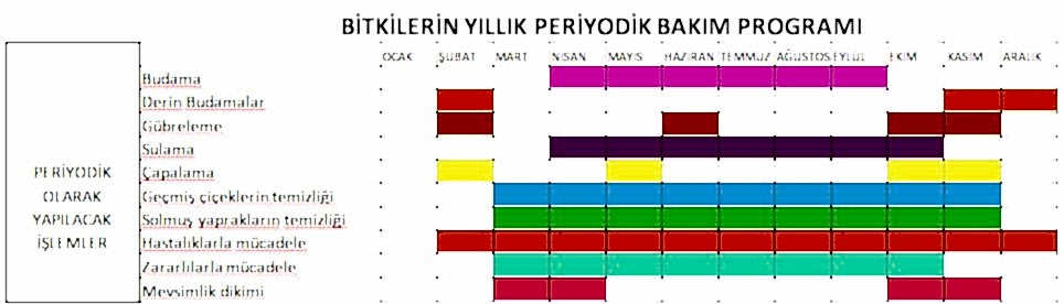 Bitki Bakım Takvimi